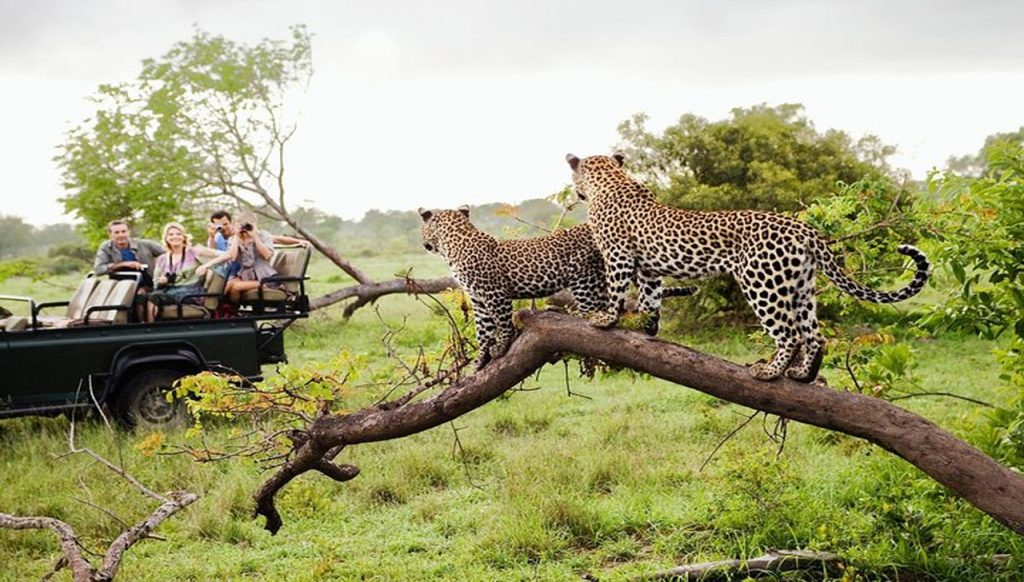 Yala Safari Tour
