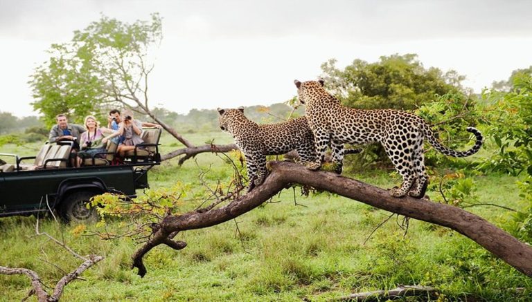 Yala Safari Tour