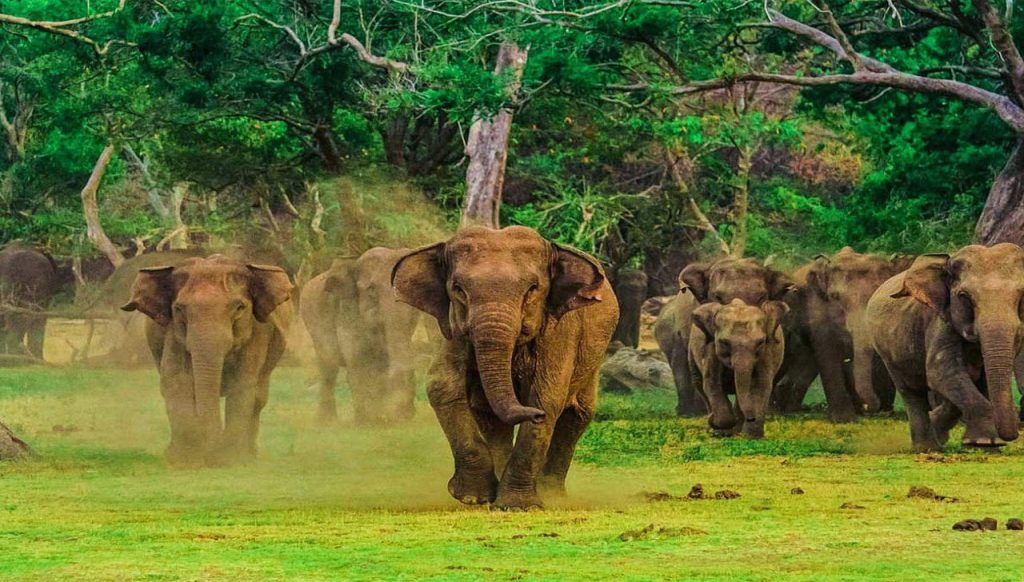 Udawalawa Safari